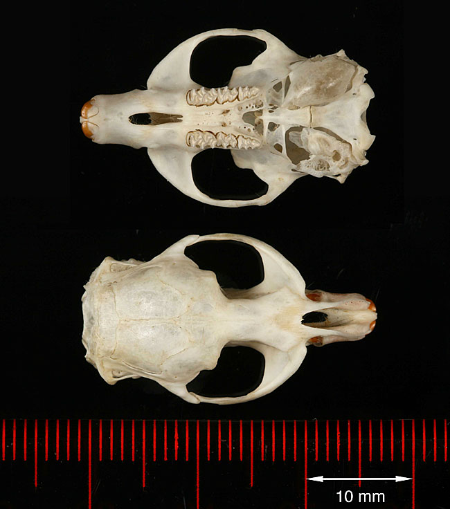 microtus skulls