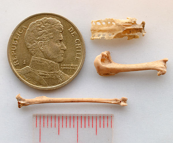 Chilean Coin and bones